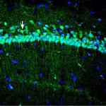 ZIP3 (SLC39A3) Antibody in Immunohistochemistry (Frozen) (IHC (F))