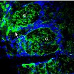 ZnT1 (SLC30A1) Antibody in Immunohistochemistry (Frozen) (IHC (F))