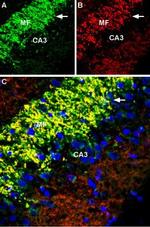 ZnT3 (SLC30A3) Antibody in Immunohistochemistry (Frozen) (IHC (F))