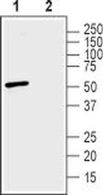 ZnT3 (SLC30A3) Antibody in Western Blot (WB)