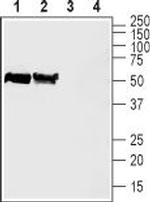 ZnT3 (SLC30A3) Antibody in Western Blot (WB)