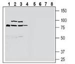 ZnT10 (SLC30A10) Antibody in Western Blot (WB)