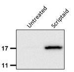 H3K9ac Antibody in Western Blot (WB)