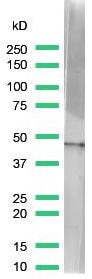 beta Actin Antibody in Western Blot (WB)