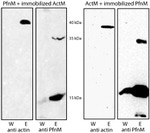 Actin Antibody in Western Blot (WB)