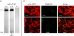 Actin Antibody in Western Blot (WB)