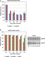 Actin Antibody in Western Blot (WB)