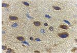 Adiponectin Antibody in Immunohistochemistry (Paraffin) (IHC (P))