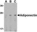 Adiponectin Antibody in Western Blot (WB)