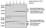 Aggrecan Antibody in Western Blot (WB)