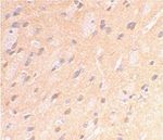 Amyloid Precursor Protein Antibody in Immunohistochemistry (Paraffin) (IHC (P))