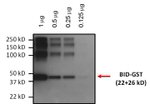 BID Antibody in Western Blot (WB)