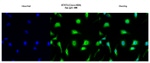 STAT3 Antibody in Immunocytochemistry (ICC/IF)