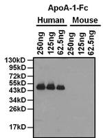 ApoA1 Antibody in Western Blot (WB)