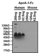 ApoA1 Antibody in Western Blot (WB)