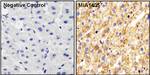 ApoA1 Antibody in Immunohistochemistry (Paraffin) (IHC (P))