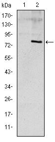 APOE Antibody in Western Blot (WB)