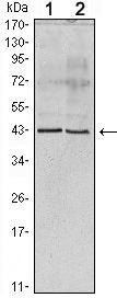 Apolipoprotein A5 Antibody in Western Blot (WB)