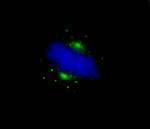 Aurora A Antibody in Immunocytochemistry (ICC/IF)