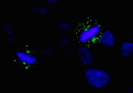 Aurora A Antibody in Immunocytochemistry (ICC/IF)