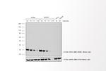 Mouse IgG (H+L) Cross-Adsorbed Secondary Antibody in Western Blot (WB)