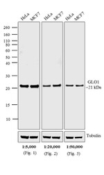 Mouse IgG (H+L) Cross-Adsorbed Secondary Antibody in Western Blot (WB)