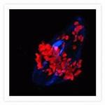 Mouse IgG (H+L) Cross-Adsorbed Secondary Antibody in Immunocytochemistry (ICC/IF)