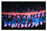 Mouse IgG (H+L) Cross-Adsorbed Secondary Antibody in Immunohistochemistry (IHC)