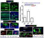 BrdU Antibody in Immunohistochemistry (IHC)