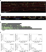 BrdU Antibody in Immunocytochemistry (ICC/IF)