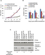 BrdU Antibody in Flow Cytometry (Flow)