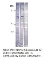 Baboon Antibody in Western Blot (WB)