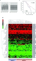 Bax Antibody in Immunohistochemistry (Paraffin) (IHC (P))