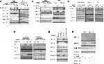 HIF-2 alpha Antibody in Western Blot (WB)