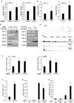 HIF-2 alpha Antibody in Western Blot (WB)