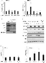 HIF-2 alpha Antibody in Western Blot (WB)