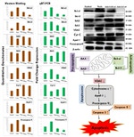 Bcl-xL Antibody in Western Blot (WB)