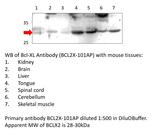 Bcl-XL Antibody in Western Blot (WB)