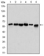 Beclin 1 Antibody in Western Blot (WB)