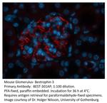 Bestrophin 3 Antibody in Immunohistochemistry (Paraffin) (IHC (P))