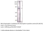 BEST4 Antibody in Western Blot (WB)