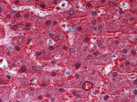 BHMT Antibody in Immunohistochemistry (Paraffin) (IHC (P))