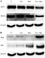 Bcl-2 Antibody in Western Blot (WB)