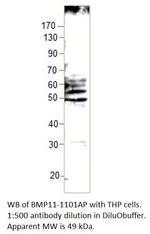 BMP11 Antibody in Western Blot (WB)