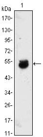 BMP-4 Antibody in Western Blot (WB)