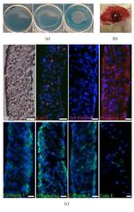 GATA4 Antibody in Immunohistochemistry (IHC)