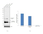 Cathepsin L Antibody in Western Blot (WB)