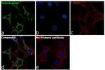 Cytochrome C Antibody in Immunocytochemistry (ICC/IF)