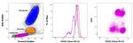 CD18 (LFA-1 beta) Antibody