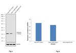 Galectin 3 Antibody in Western Blot (WB)